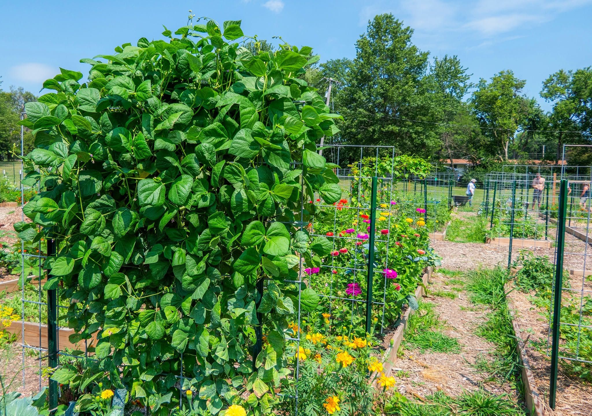 Aerial view of the Fairfield Community Garden's forty raised beds at O.B. Nelson Park