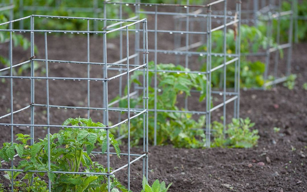 May/Late Spring Garden Update: Transitions, Trellises, and the Pest Watch