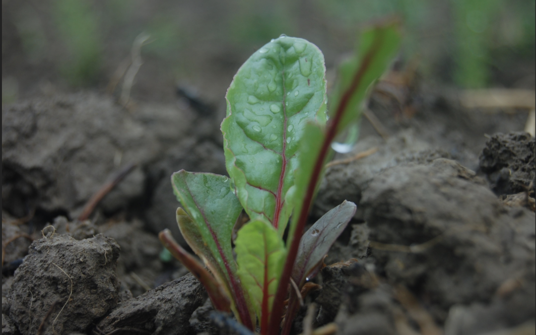 Spring Sprouts: Seeds, Transplants & Young Plant Care