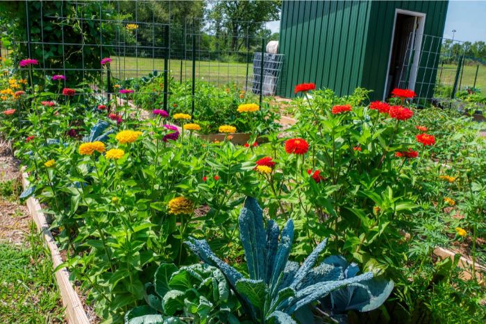 Zinnias and raised beds beside the green tool shed