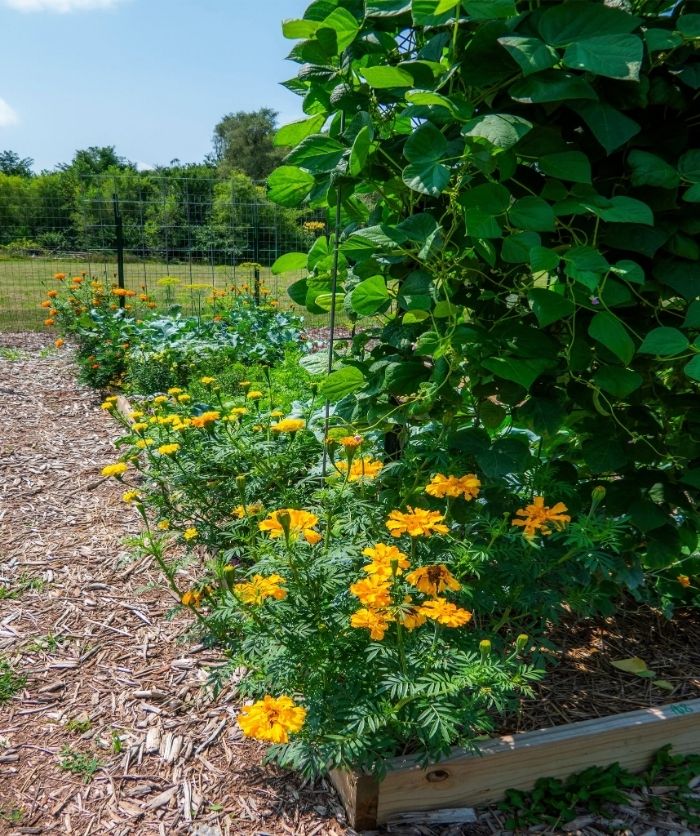 Bean trellises and zinnias along the garden path